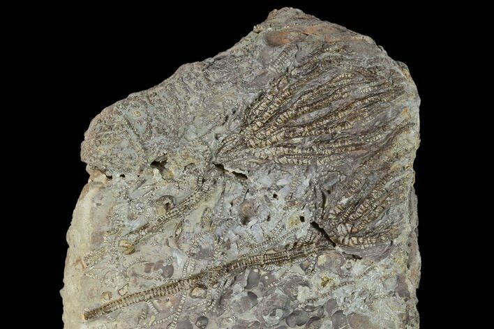 Plate Of Crinoids (Pentacrinites) - North Whitby, England #131986